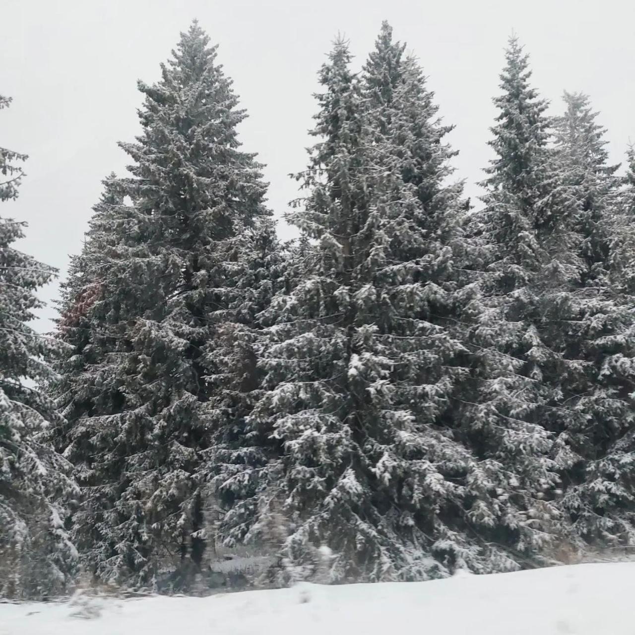 Apartmani Sorak Kopaonik, Studio Apartman A10 Dış mekan fotoğraf